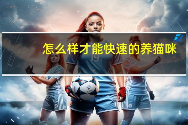 怎么样才能快速的养猫咪