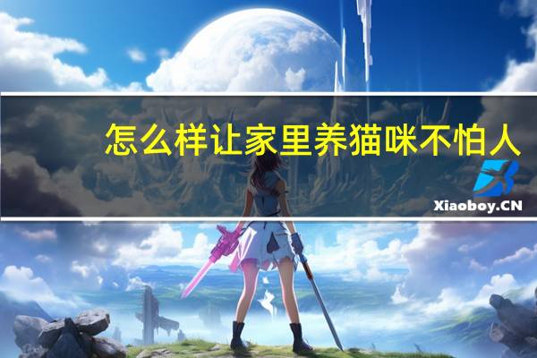 怎么样让家里养猫咪不怕人
