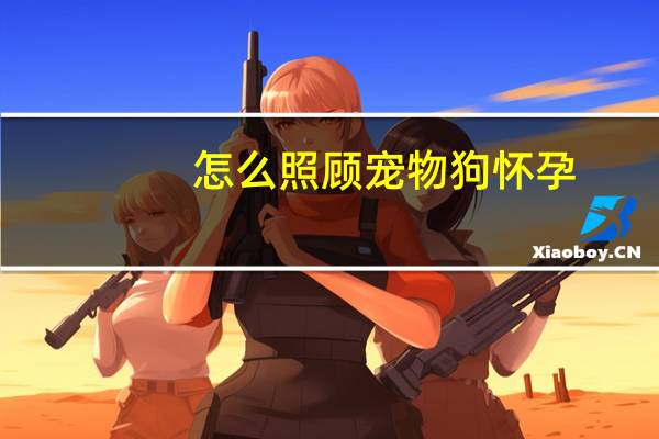 怎么照顾宠物狗怀孕