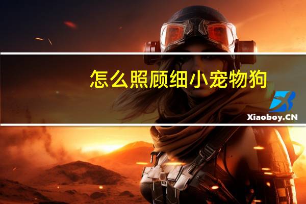 怎么照顾细小宠物狗