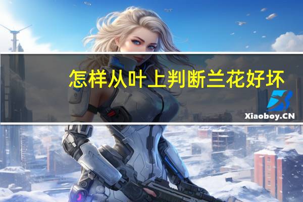 怎样从叶上判断兰花好坏