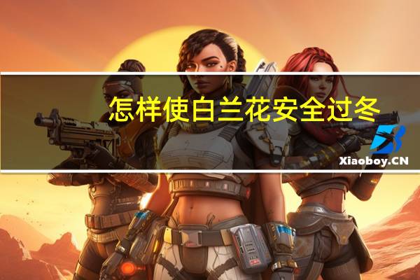 怎样使白兰花安全过冬