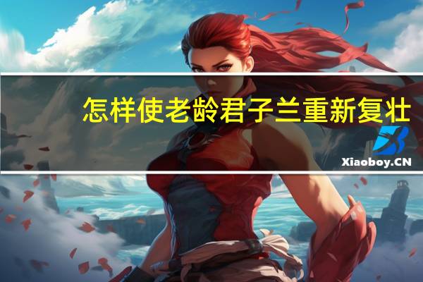 怎样使老龄君子兰重新复壮