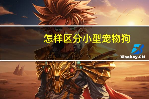 怎样区分小型宠物狗