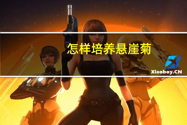 怎样培养悬崖菊