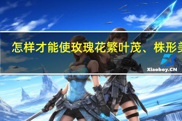 怎样才能使玫瑰花繁叶茂、株形美观