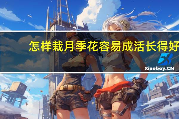 怎样栽月季花容易成活长得好