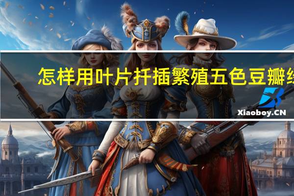 怎样用叶片扦插繁殖五色豆瓣绿