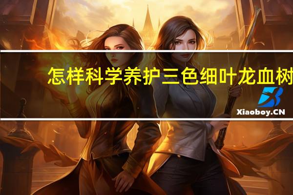 怎样科学养护三色细叶龙血树