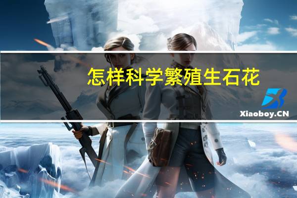 怎样科学繁殖生石花