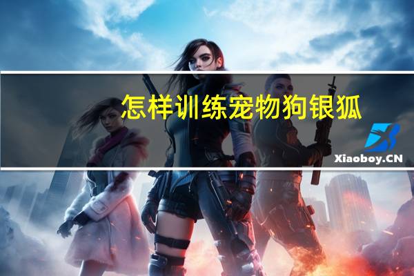 怎样训练宠物狗银狐