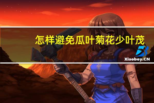 怎样避免瓜叶菊花少叶茂