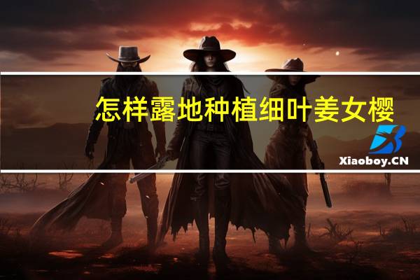 怎样露地种植细叶姜女樱
