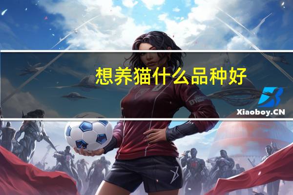 想养猫什么品种好