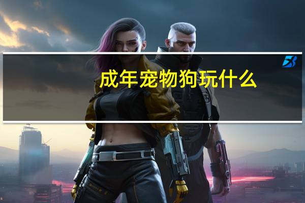 成年宠物狗玩什么