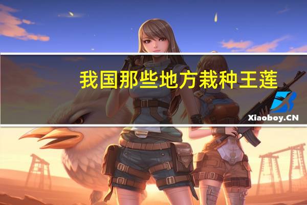 我国那些地方栽种王莲