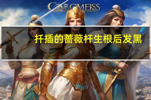 扦插的蔷薇杆生根后发黑