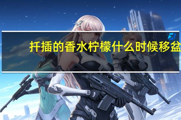 扦插的香水柠檬什么时候移盆