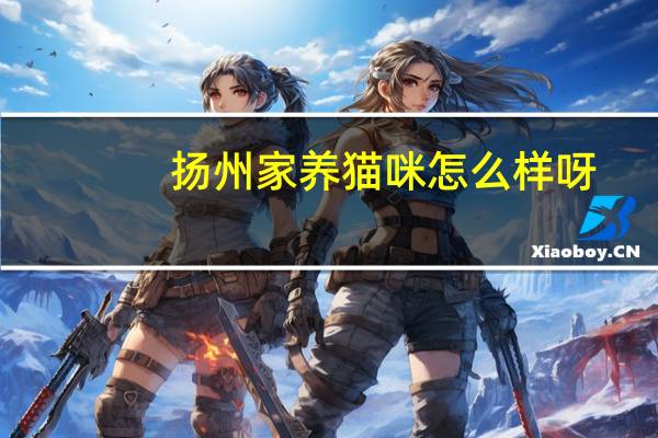 扬州家养猫咪怎么样呀