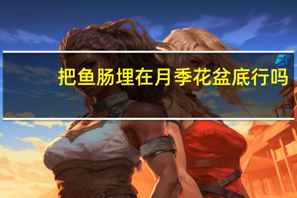 把鱼肠埋在月季花盆底行吗