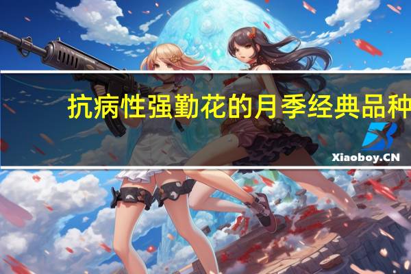 抗病性强勤花的月季经典品种