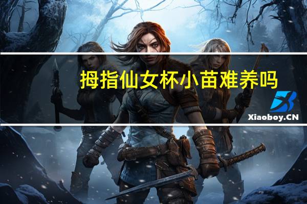 拇指仙女杯小苗难养吗