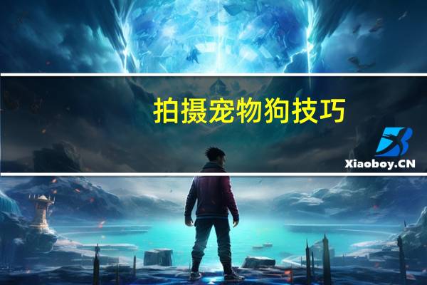 拍摄宠物狗技巧