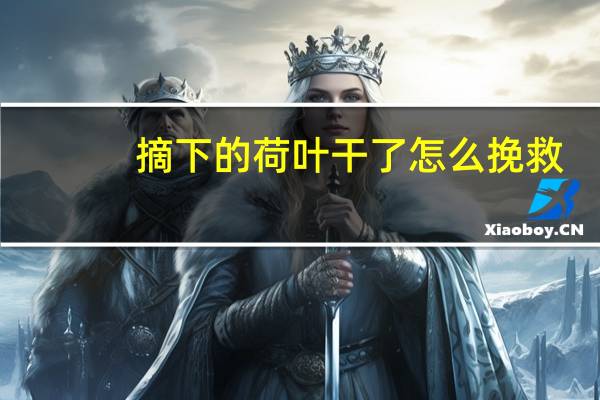 摘下的荷叶干了怎么挽救