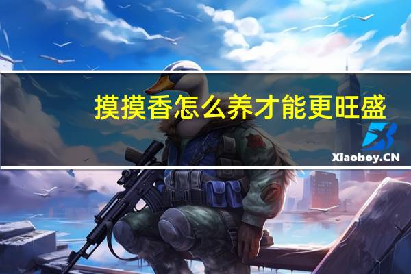 摸摸香怎么养才能更旺盛