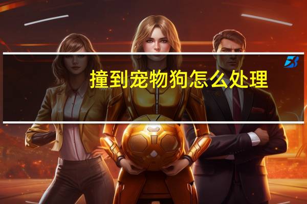 撞到宠物狗怎么处理