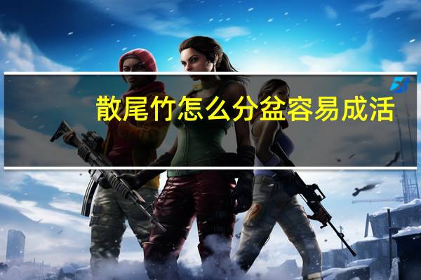 散尾竹怎么分盆容易成活