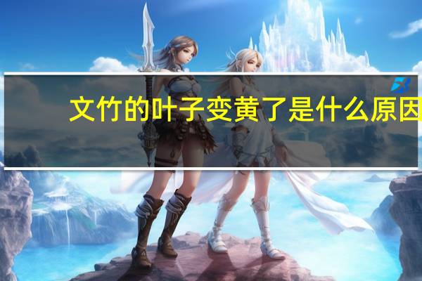 文竹的叶子变黄了是什么原因
