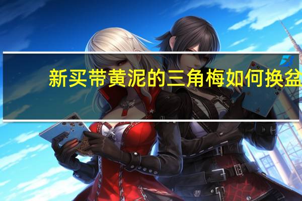 新买带黄泥的三角梅如何换盆
