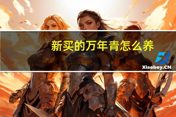 新买的万年青怎么养