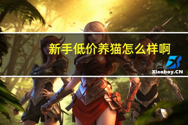 新手低价养猫怎么样啊