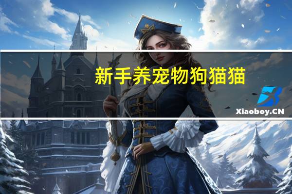 新手养宠物狗猫猫
