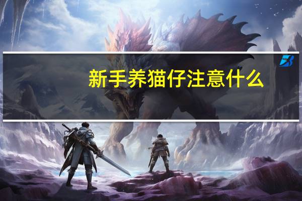 新手养猫仔注意什么