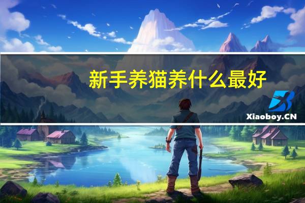 新手养猫养什么最好