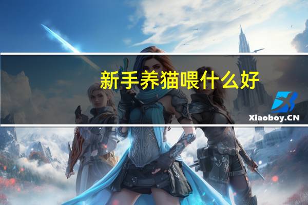 新手养猫喂什么好