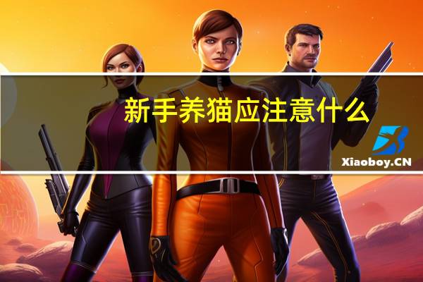 新手养猫应注意什么