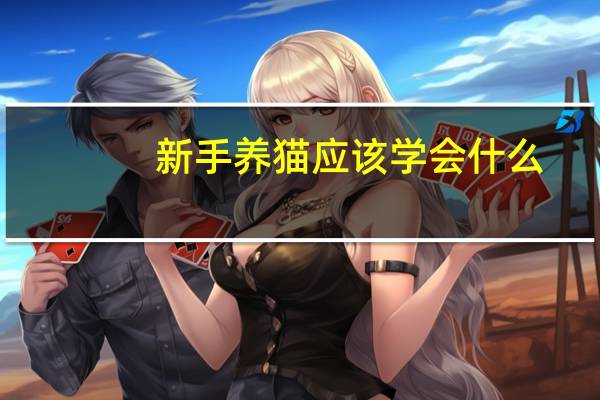 新手养猫应该学会什么