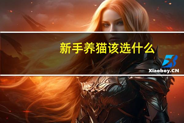 新手养猫该选什么