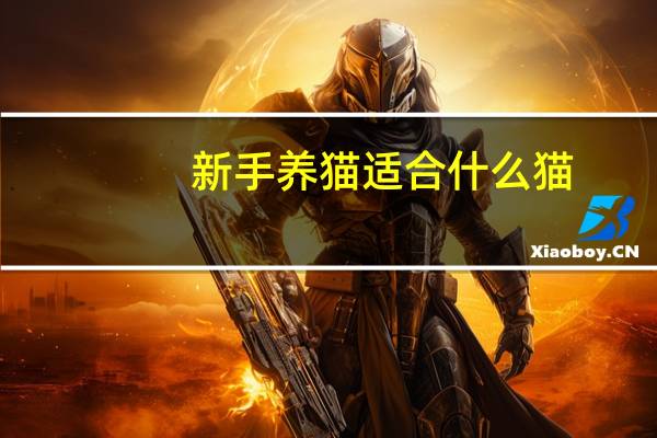 新手养猫适合什么猫