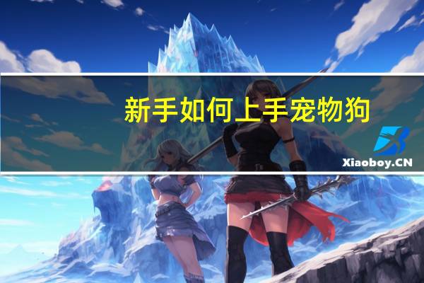 新手如何上手宠物狗