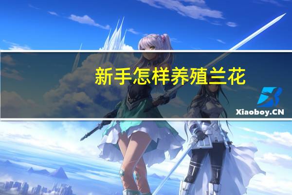 新手怎样养殖兰花：新手养兰最最重要的是恒心