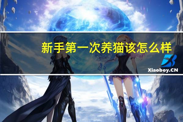 新手第一次养猫该怎么样