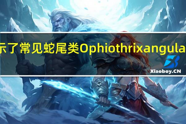新研究揭示了常见蛇尾类Ophiothrix angulata的分类学突破