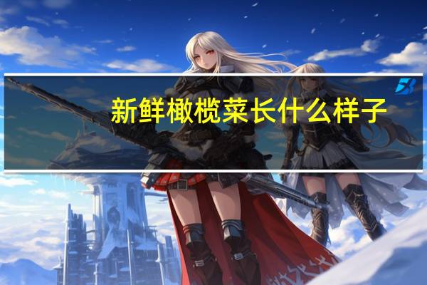 新鲜橄榄菜长什么样子