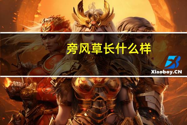 旁风草长什么样