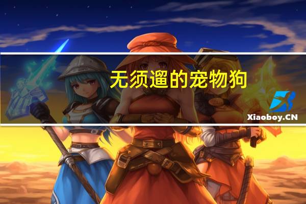 无须遛的宠物狗